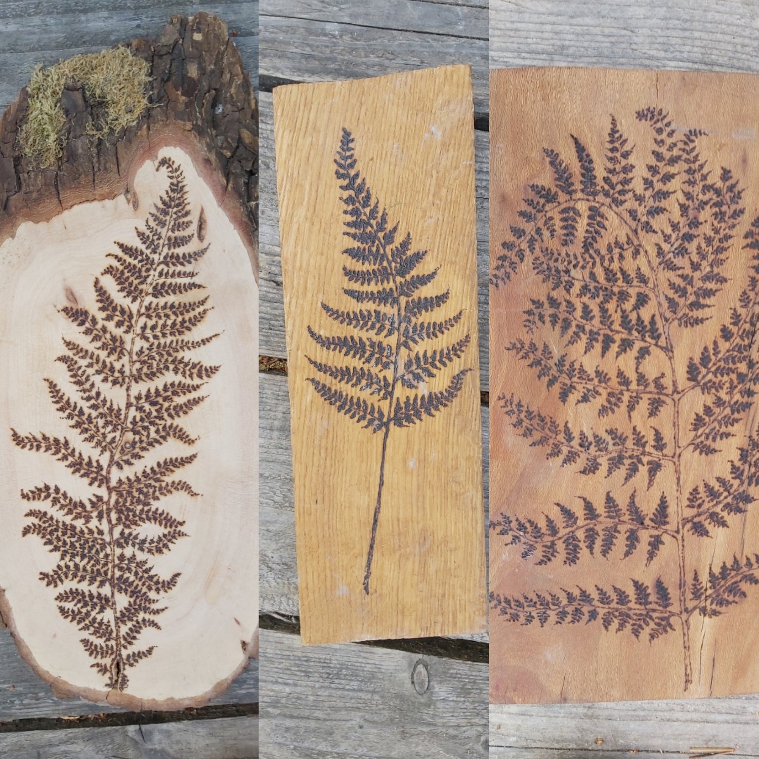 Fern Art Collection